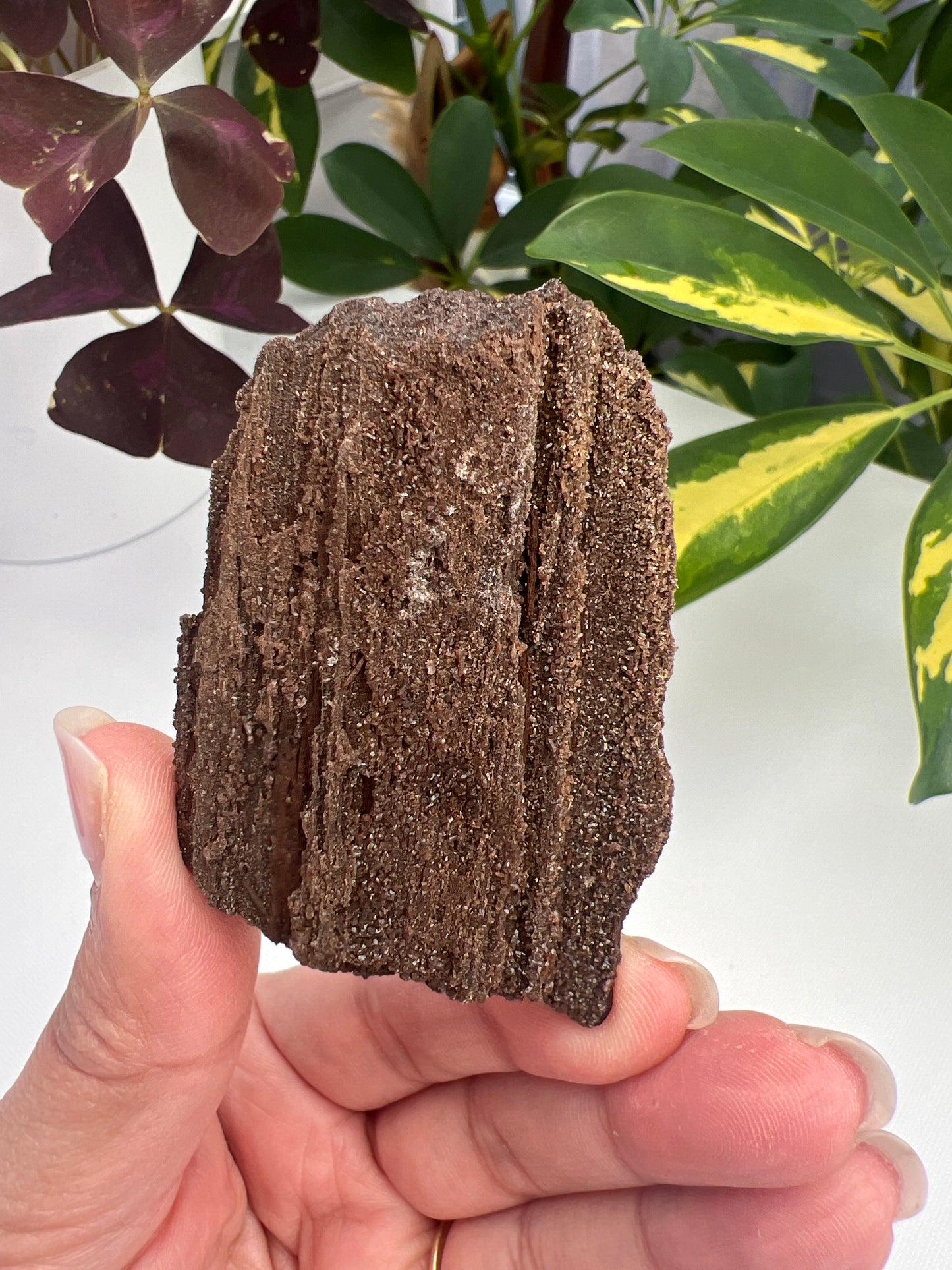 Permineralised fossil wood with micro quartz crystals