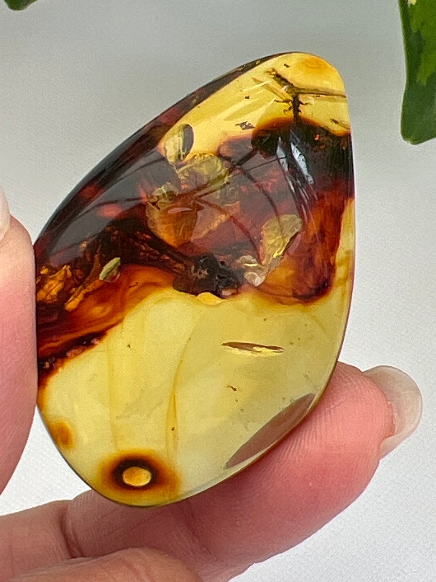 Hand polished amber with insect and plant inclusions