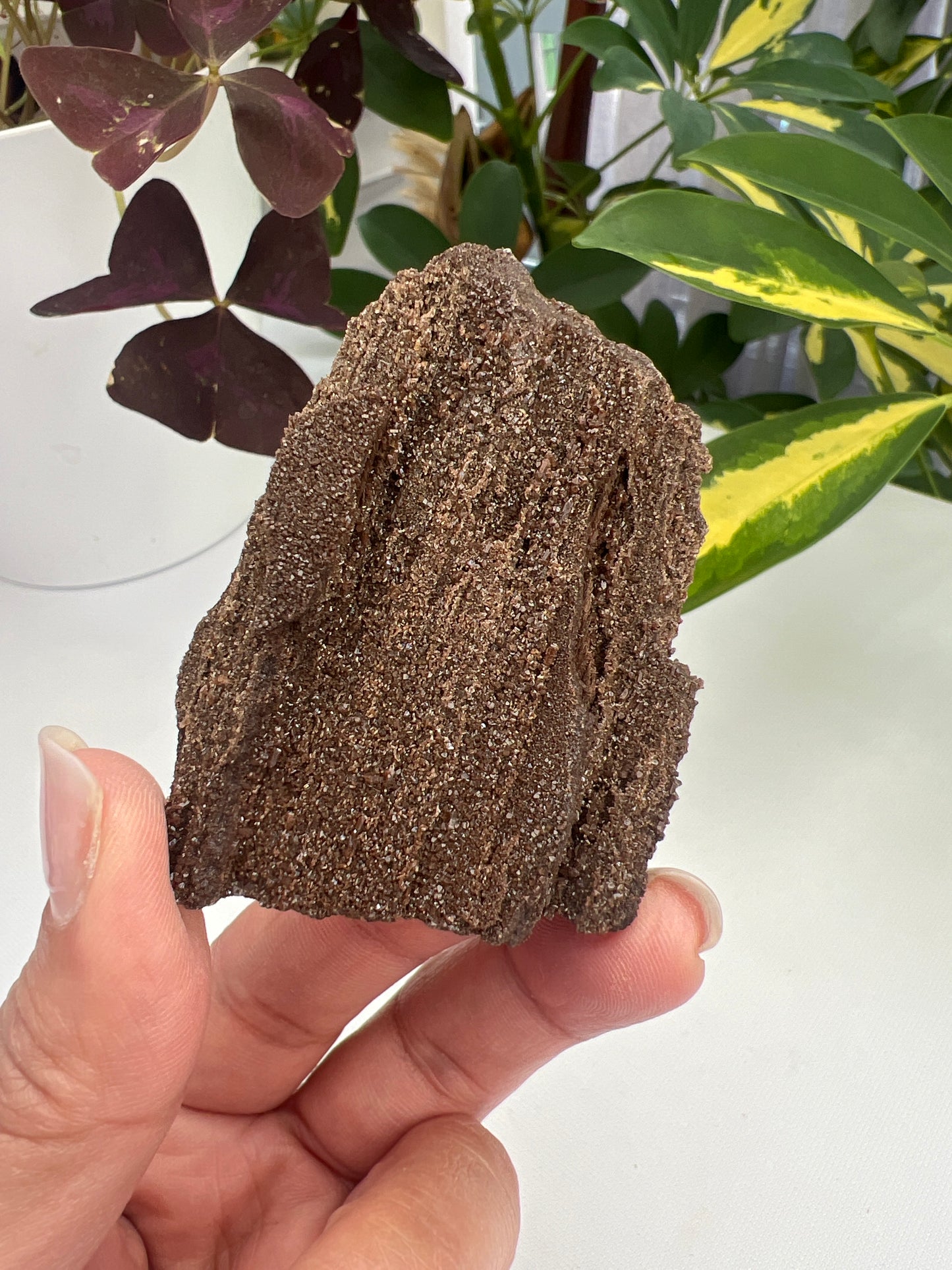Permineralised Fossil Wood