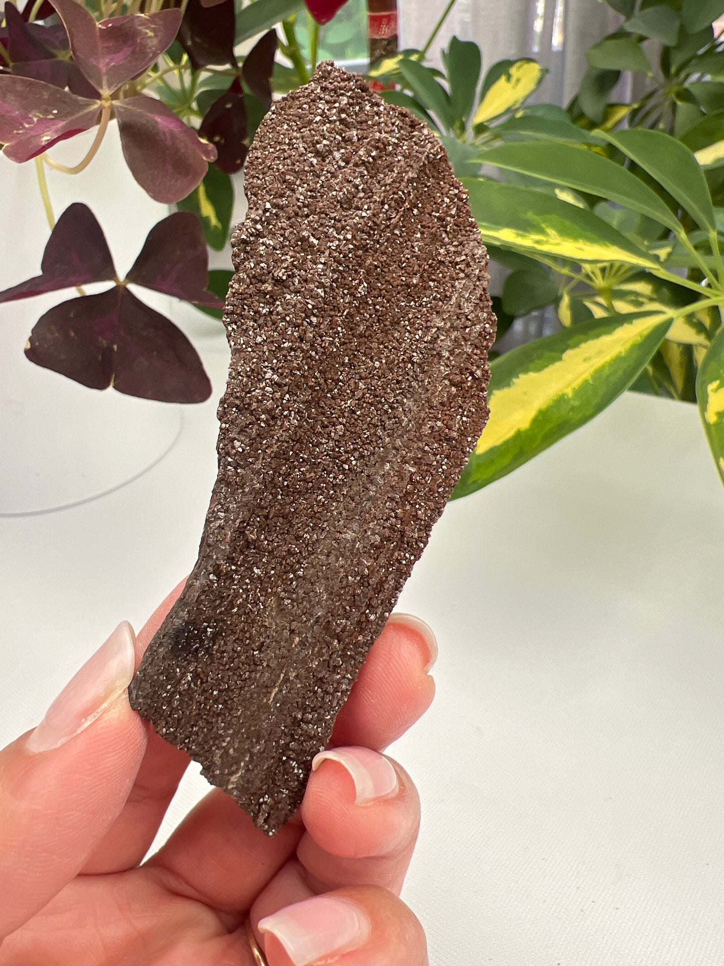 Permineralised Fossil Wood