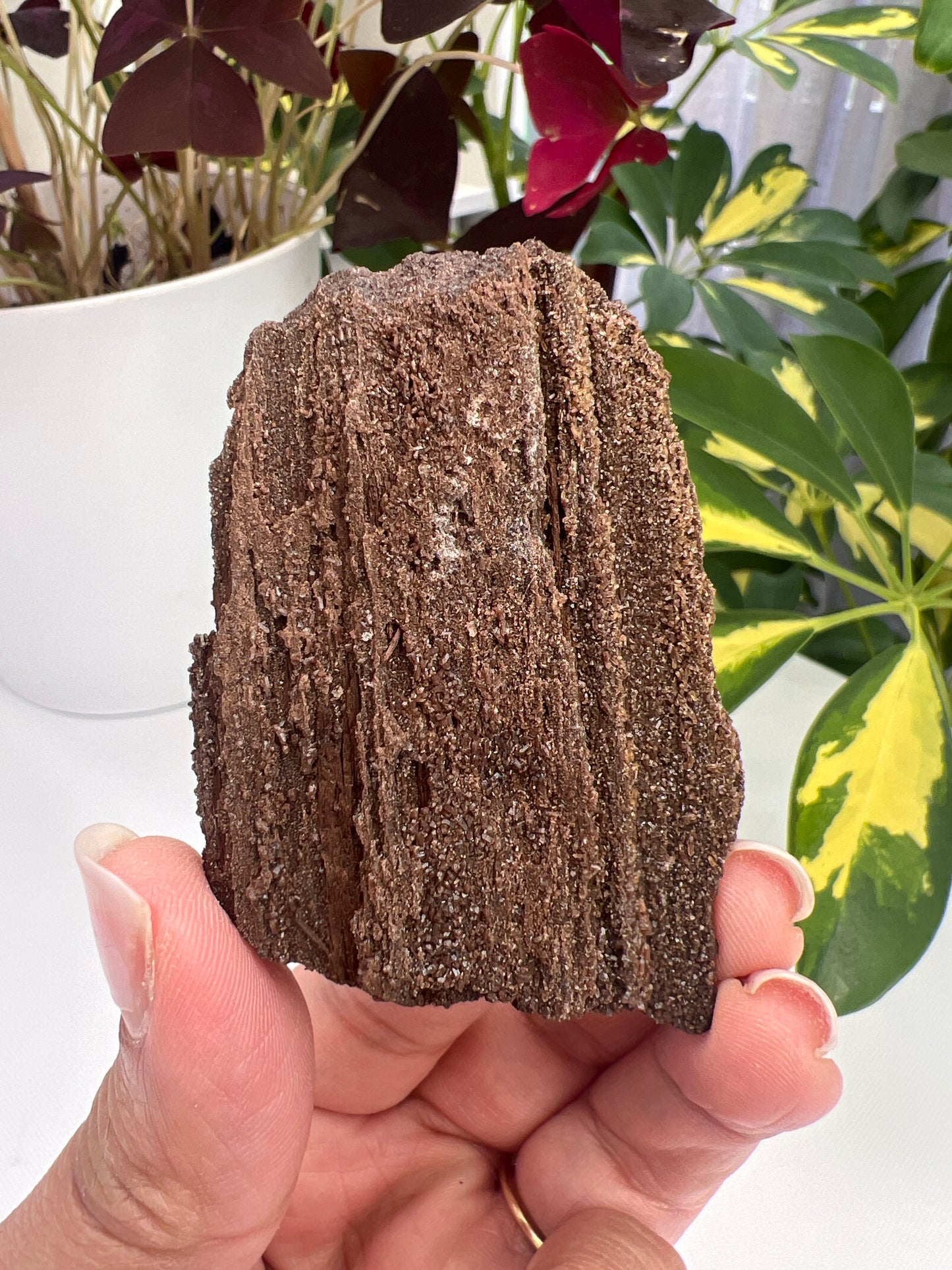 Permineralised Fossil Wood
