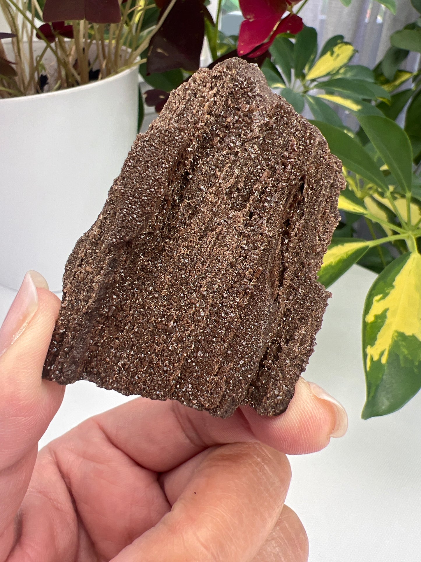 Permineralised Fossil Wood