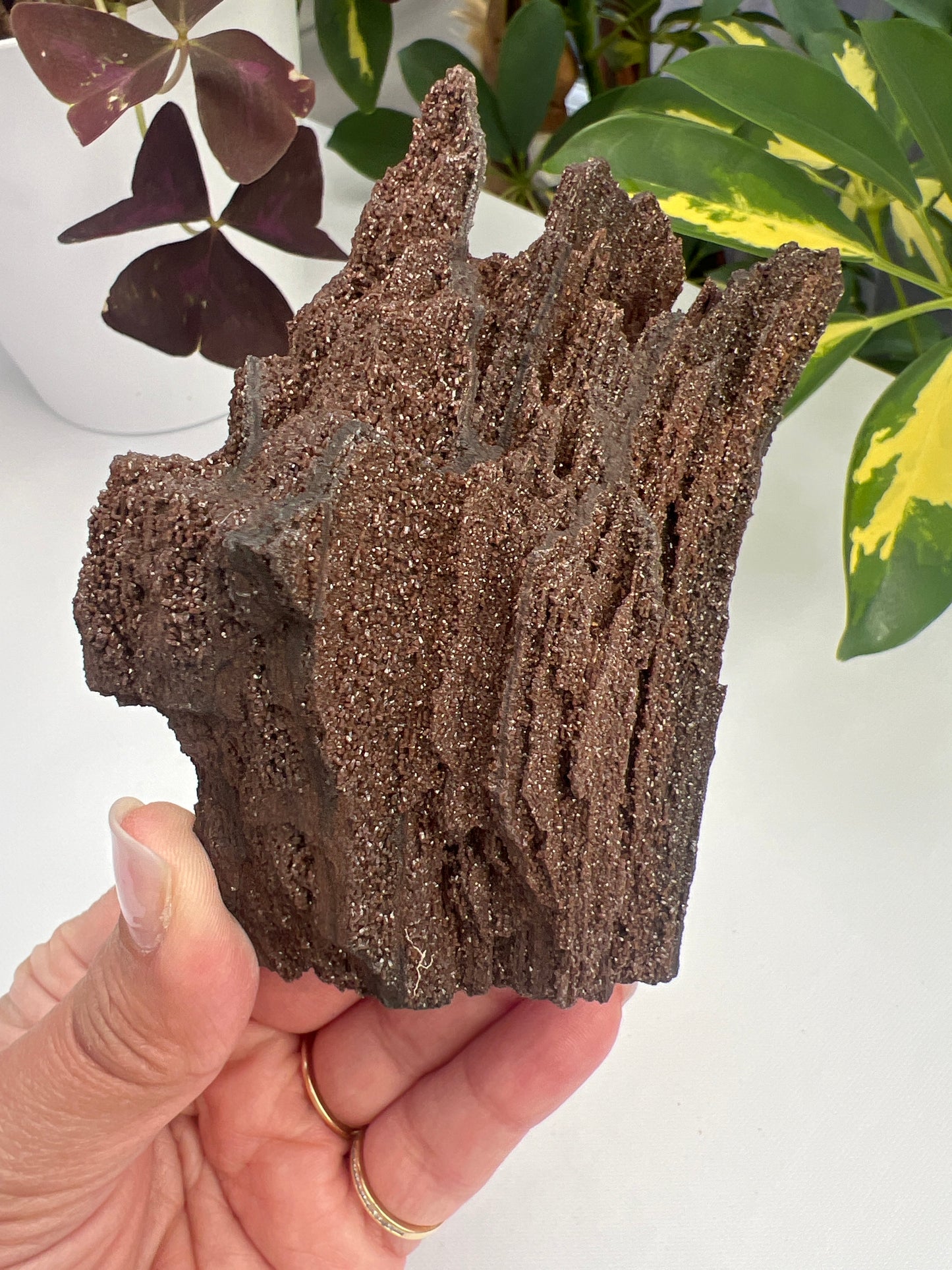 Permineralised Fossil Wood