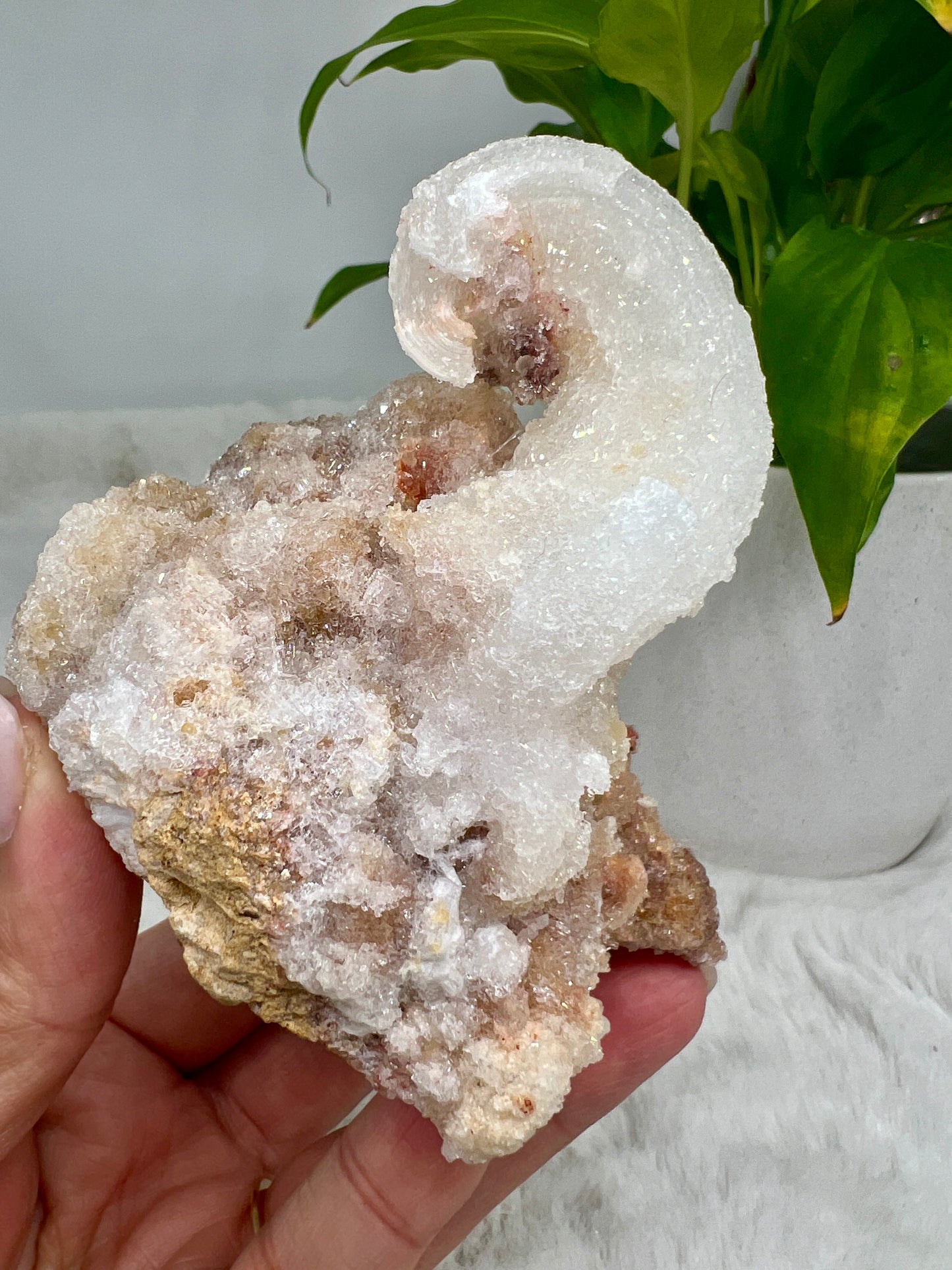 Rare Rams Horn Selenite (Gypsum) crystal with a white, sparkly spiral formation, resembling rams' horns.