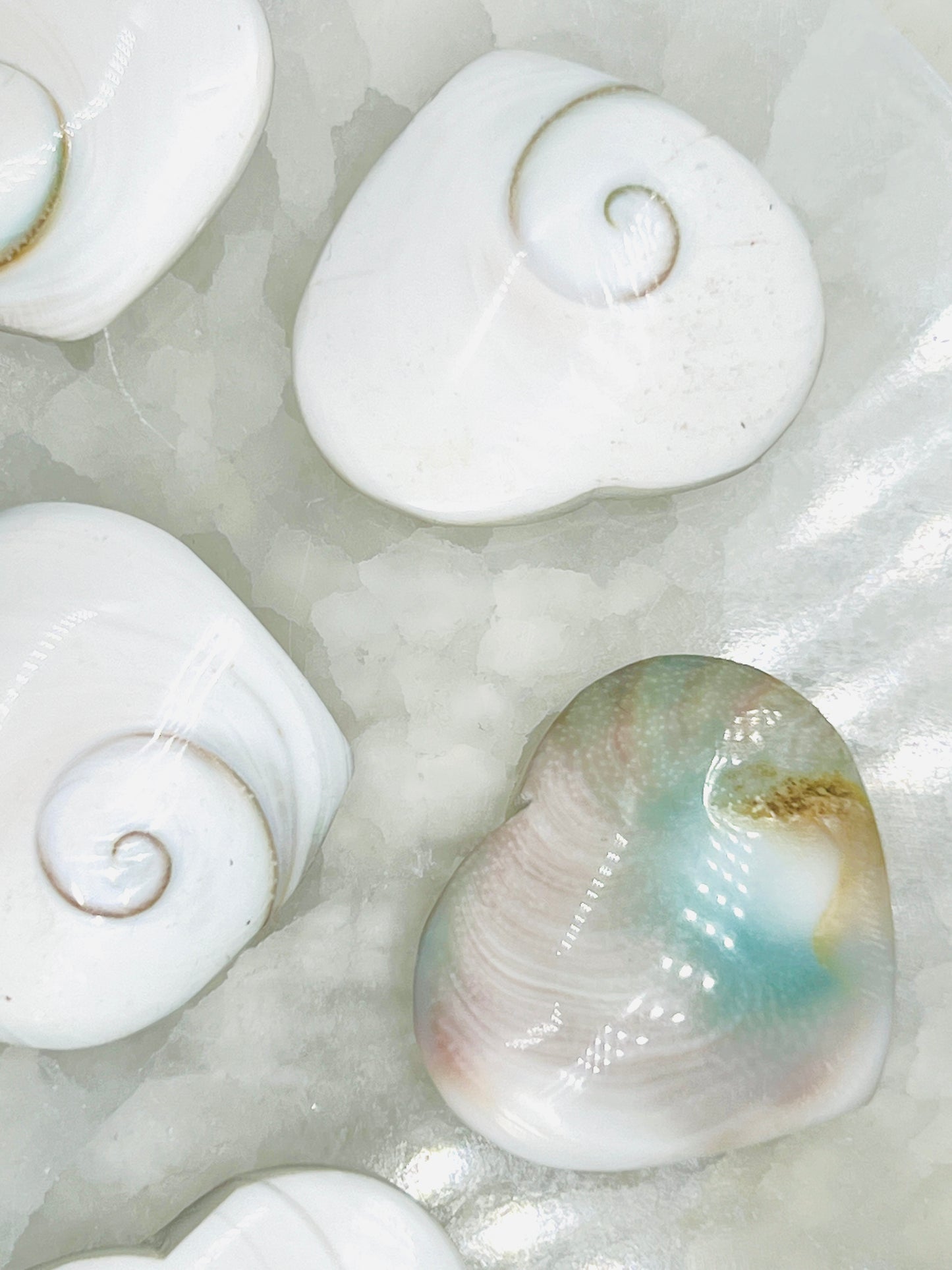 A collection of white Shiva shell hearts with natural patterns, arranged on a white surface, one is turned over to show the swirl blue and taupe pattern on the reverse
