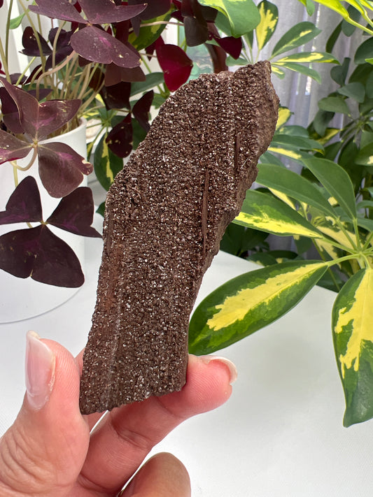 Permineralised Fossil Wood