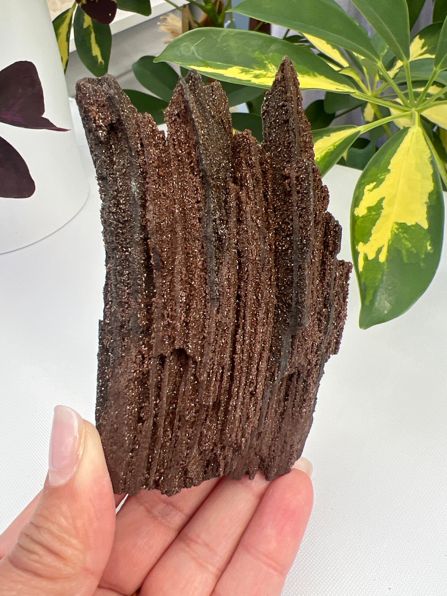 Permineralised Fossil Wood