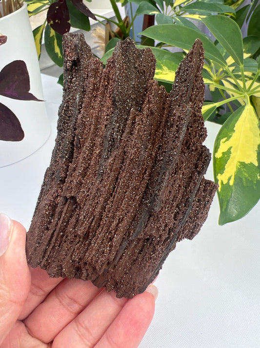 Permineralised Fossil Wood
