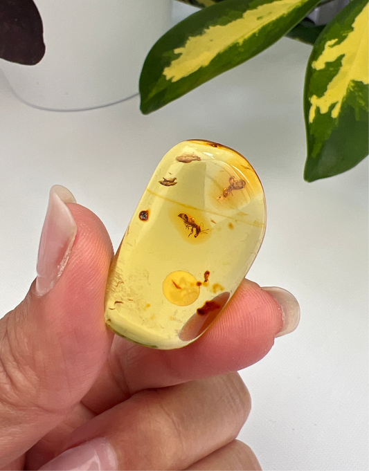 Amber (Hand Polished)