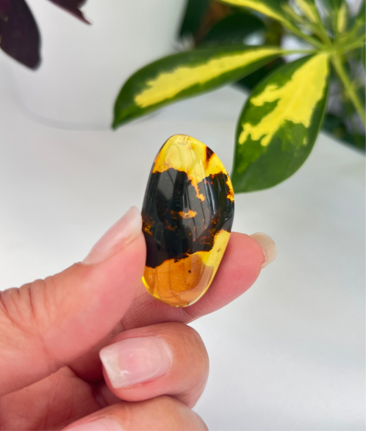 Amber (Hand Polished)