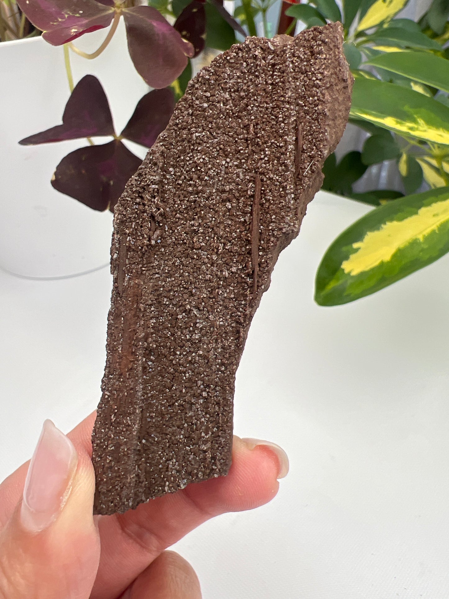 Permineralised Fossil Wood