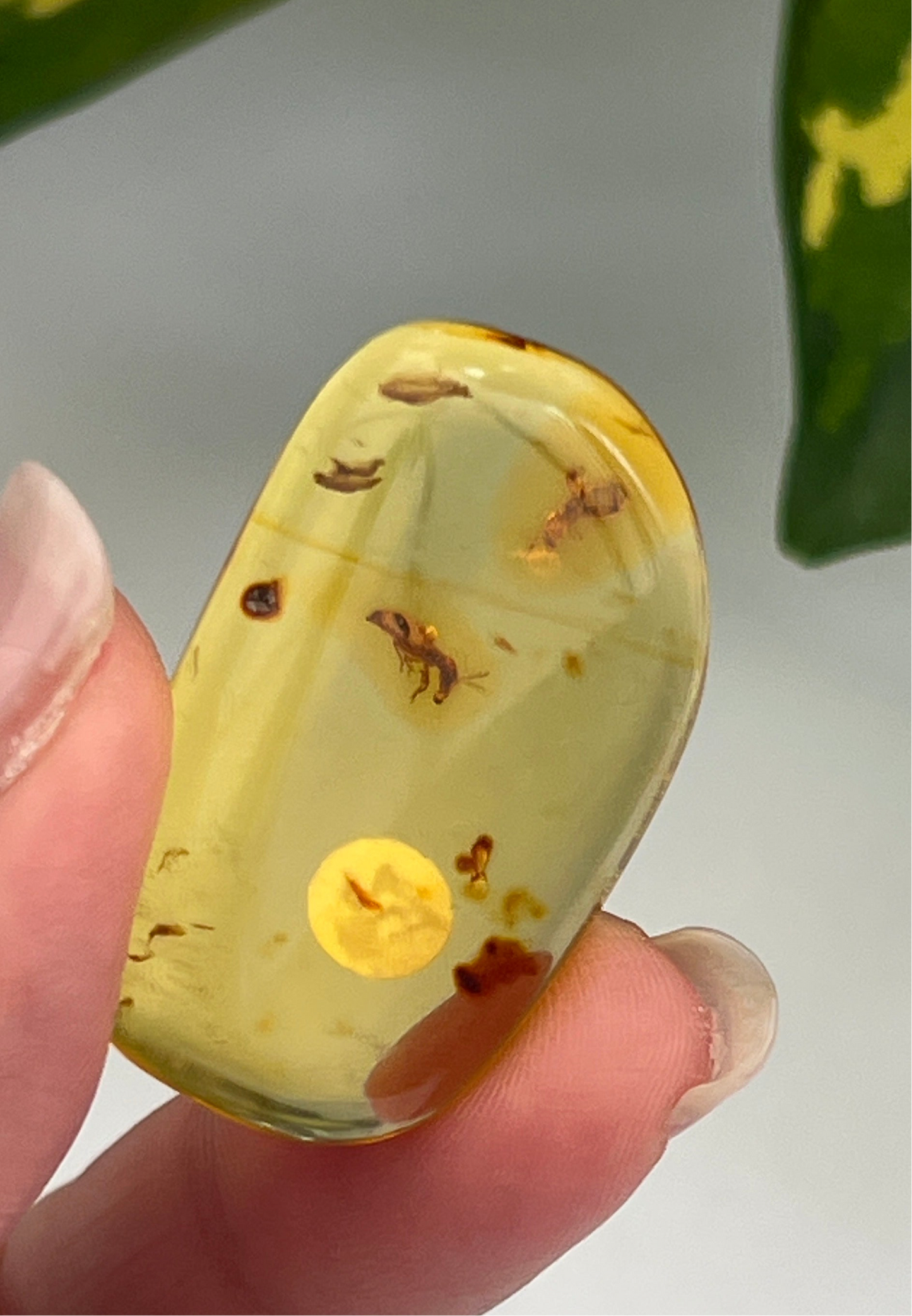Amber (Hand Polished)