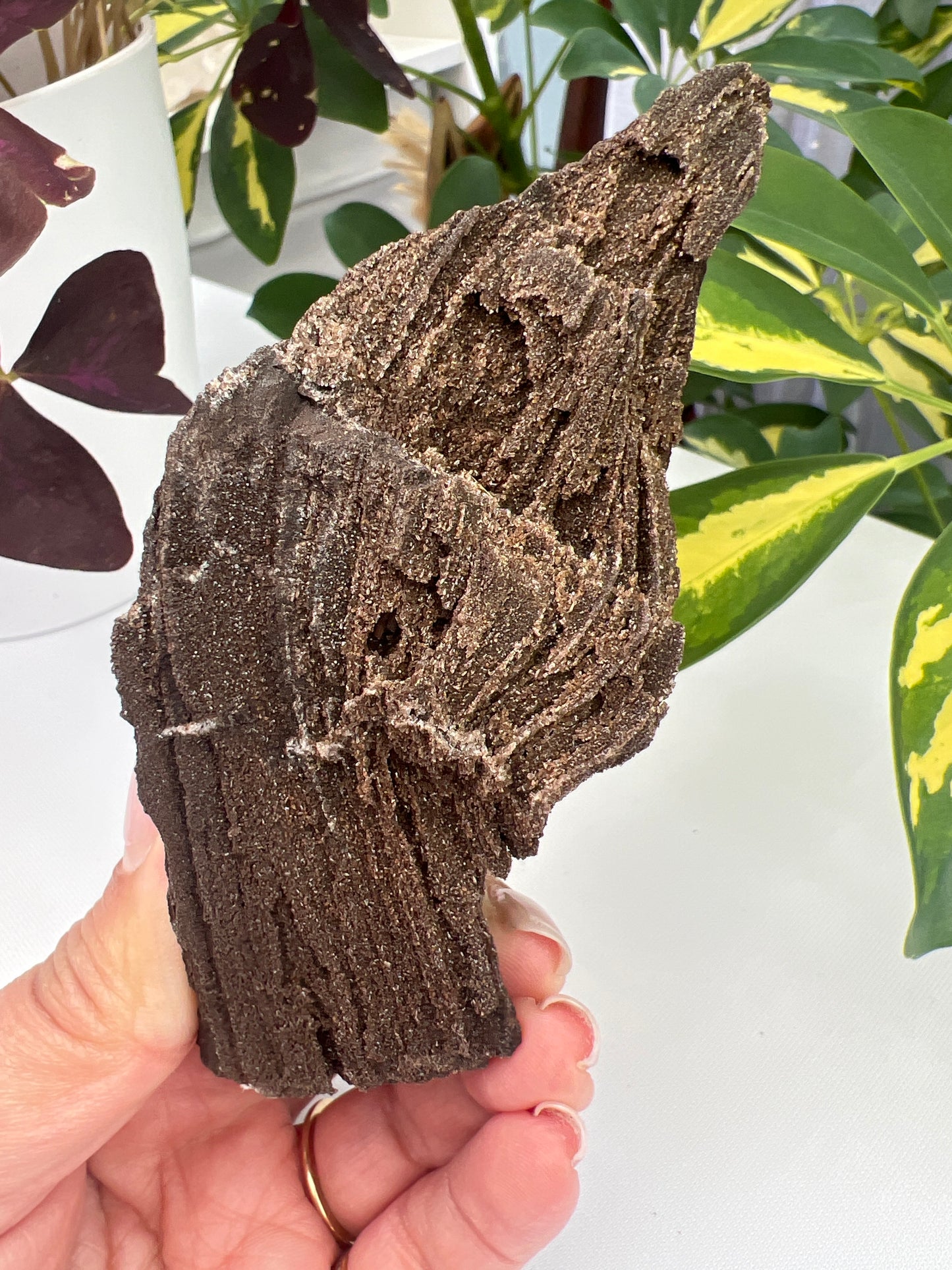 Permineralised Fossil Wood