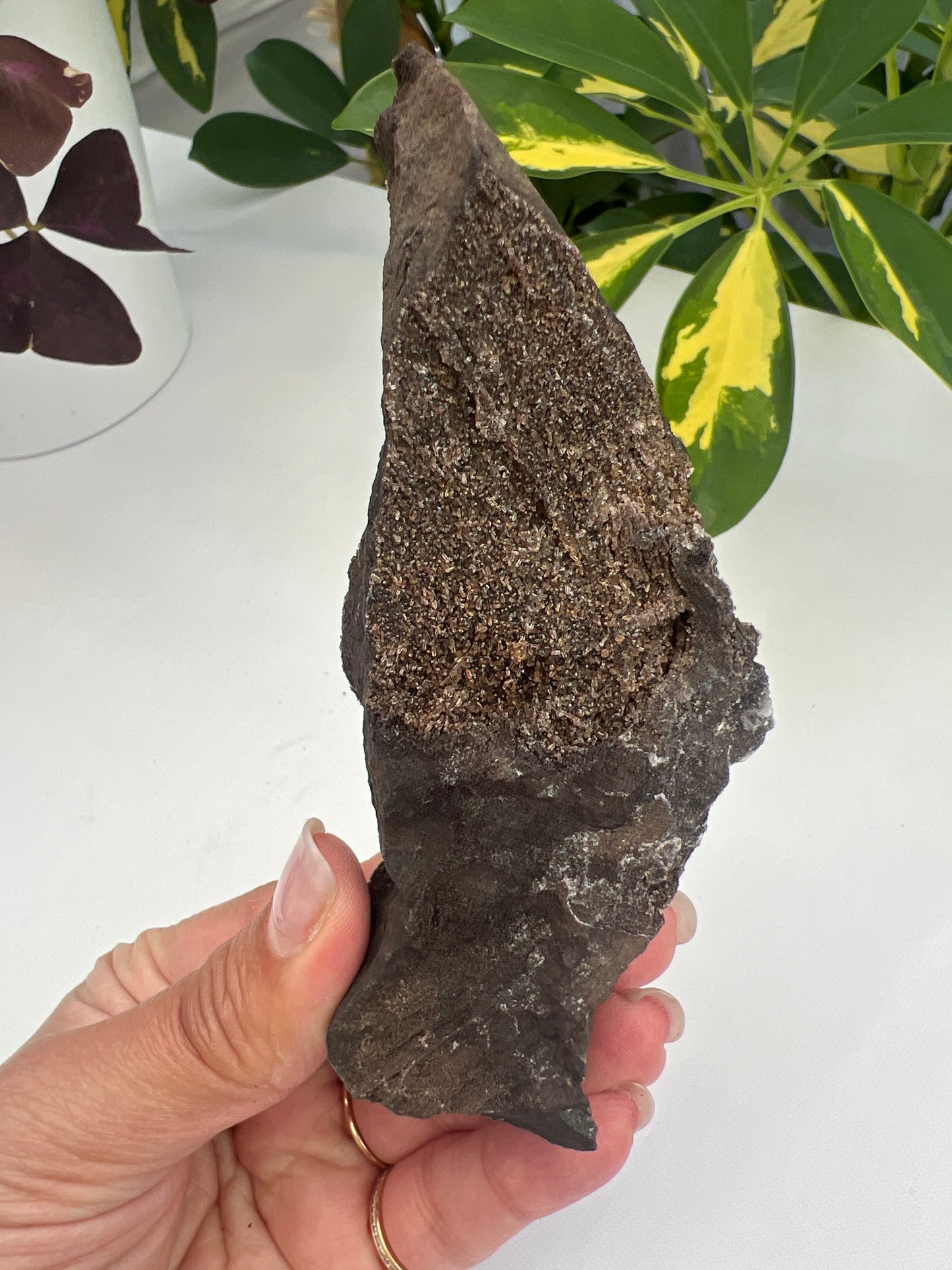 Permineralised Fossil Wood