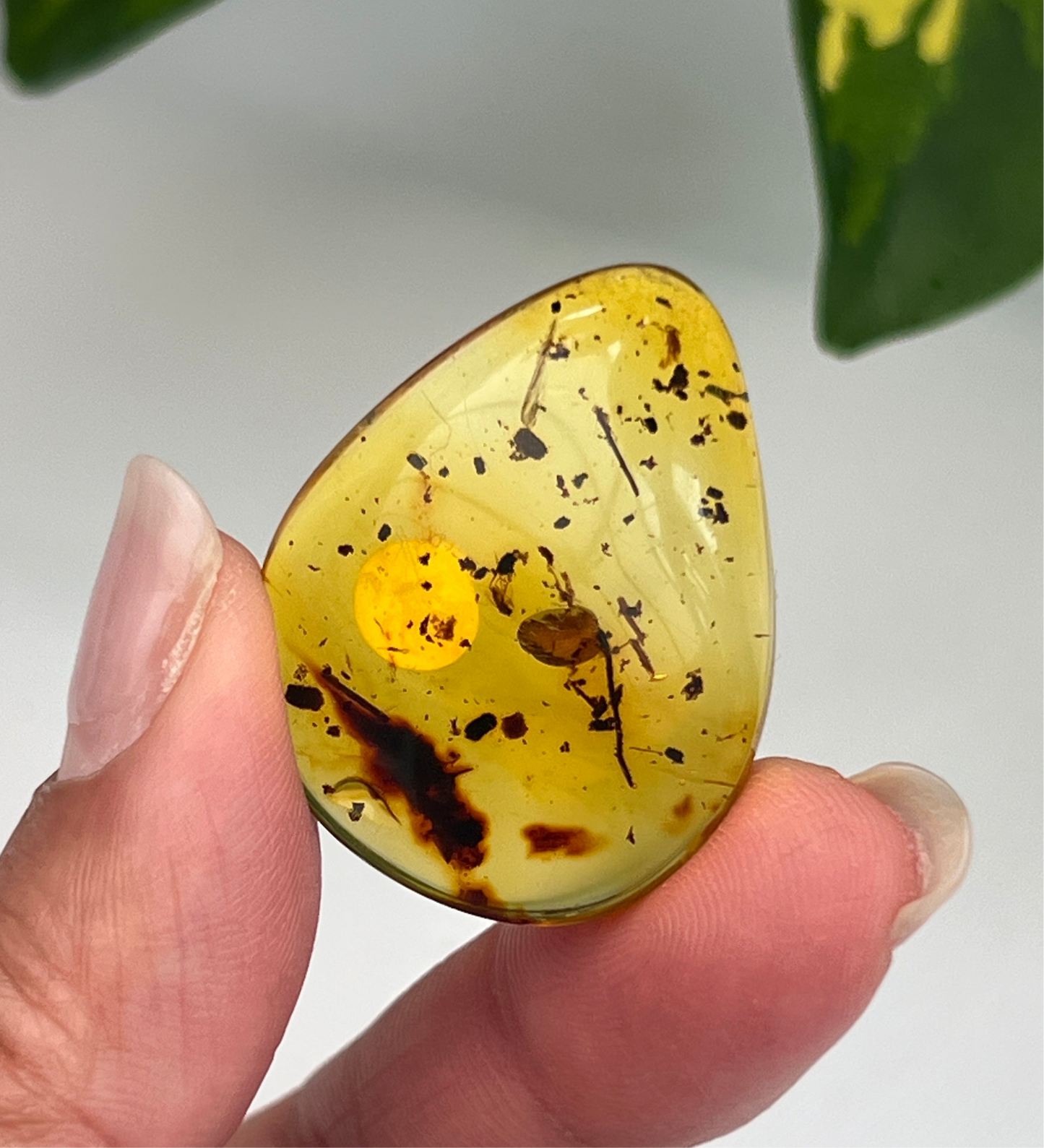 Amber (Hand Polished)