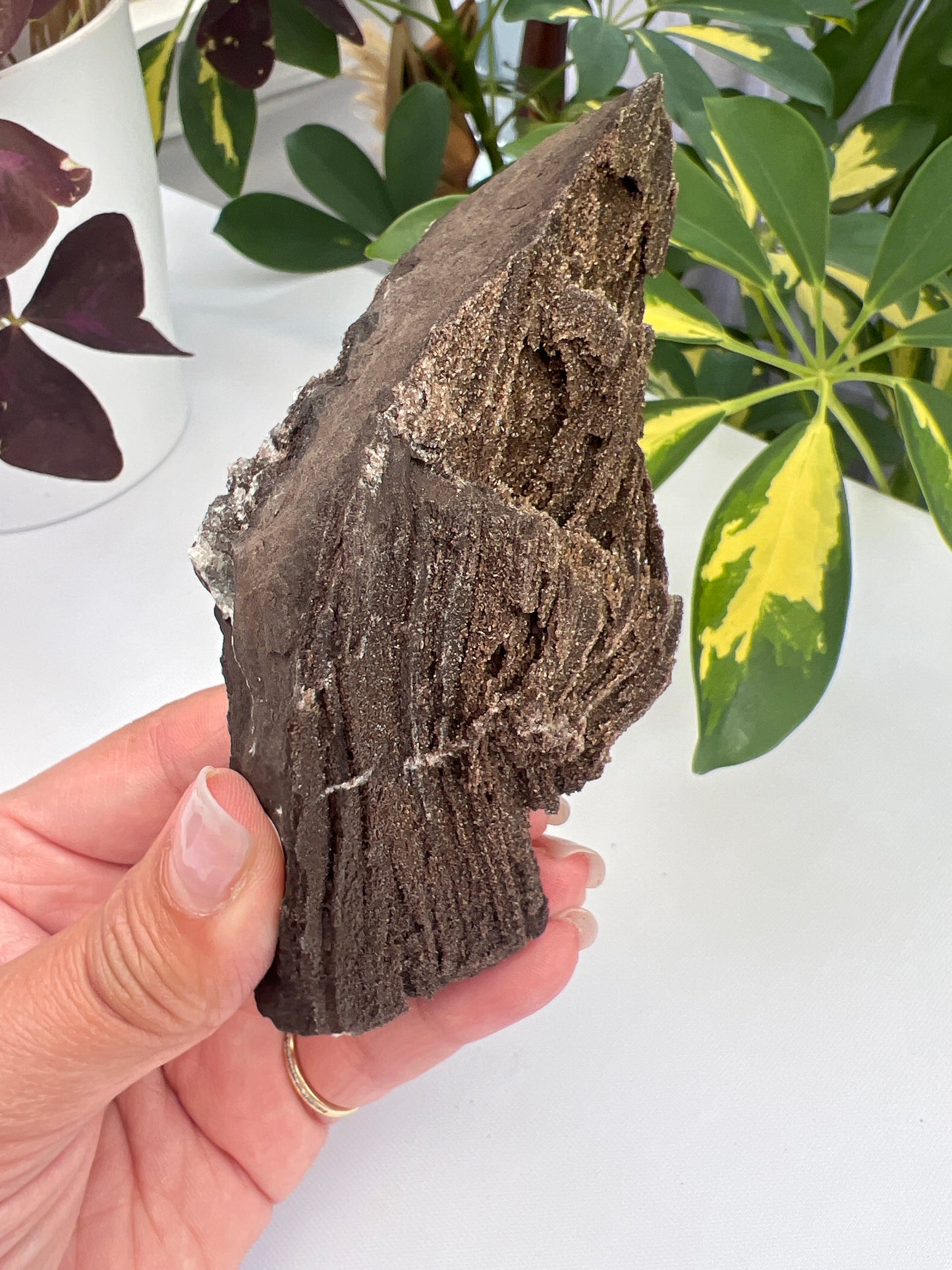 Permineralised Fossil Wood