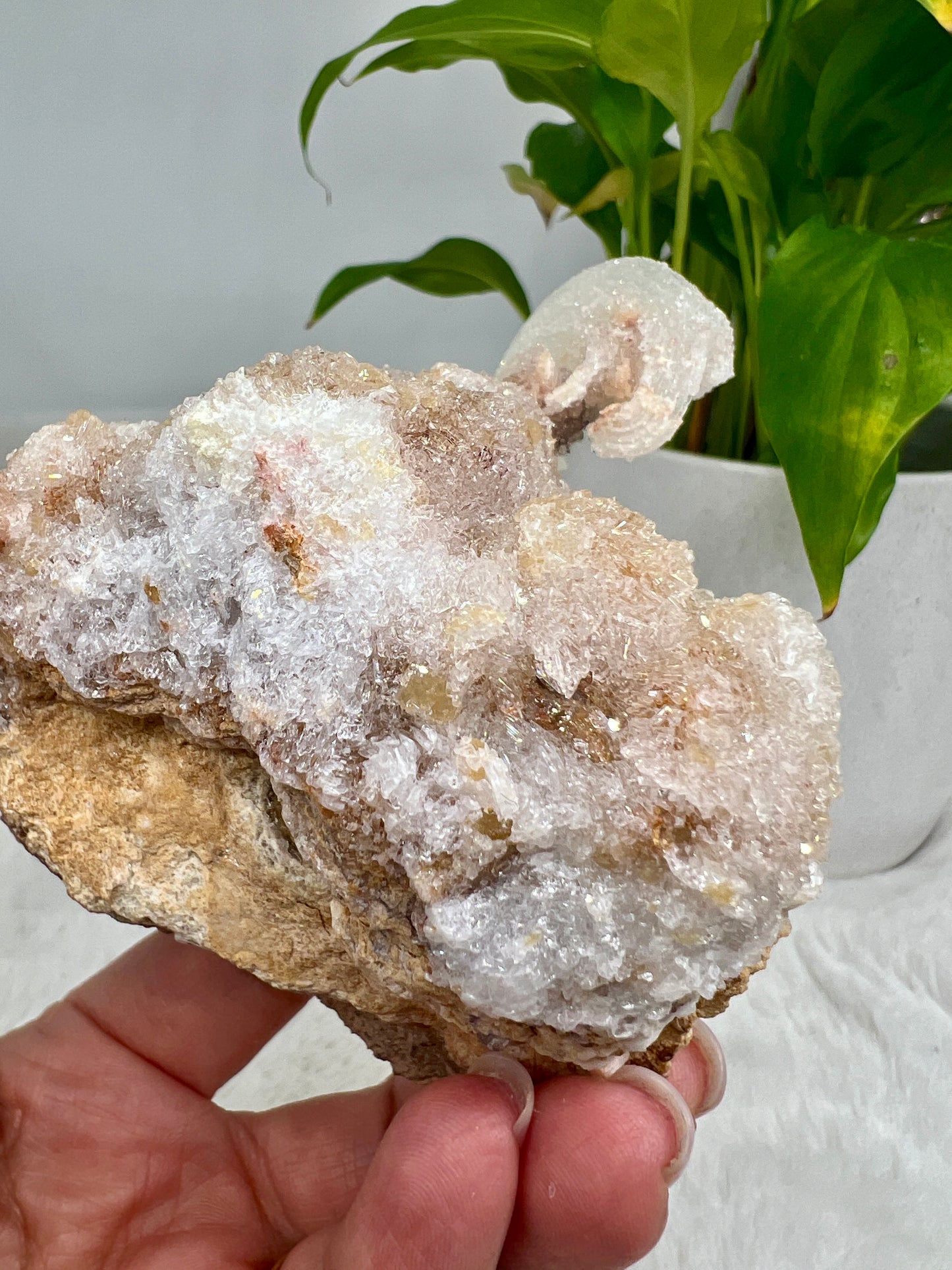 Rams Horn Selenite (Gypsum)