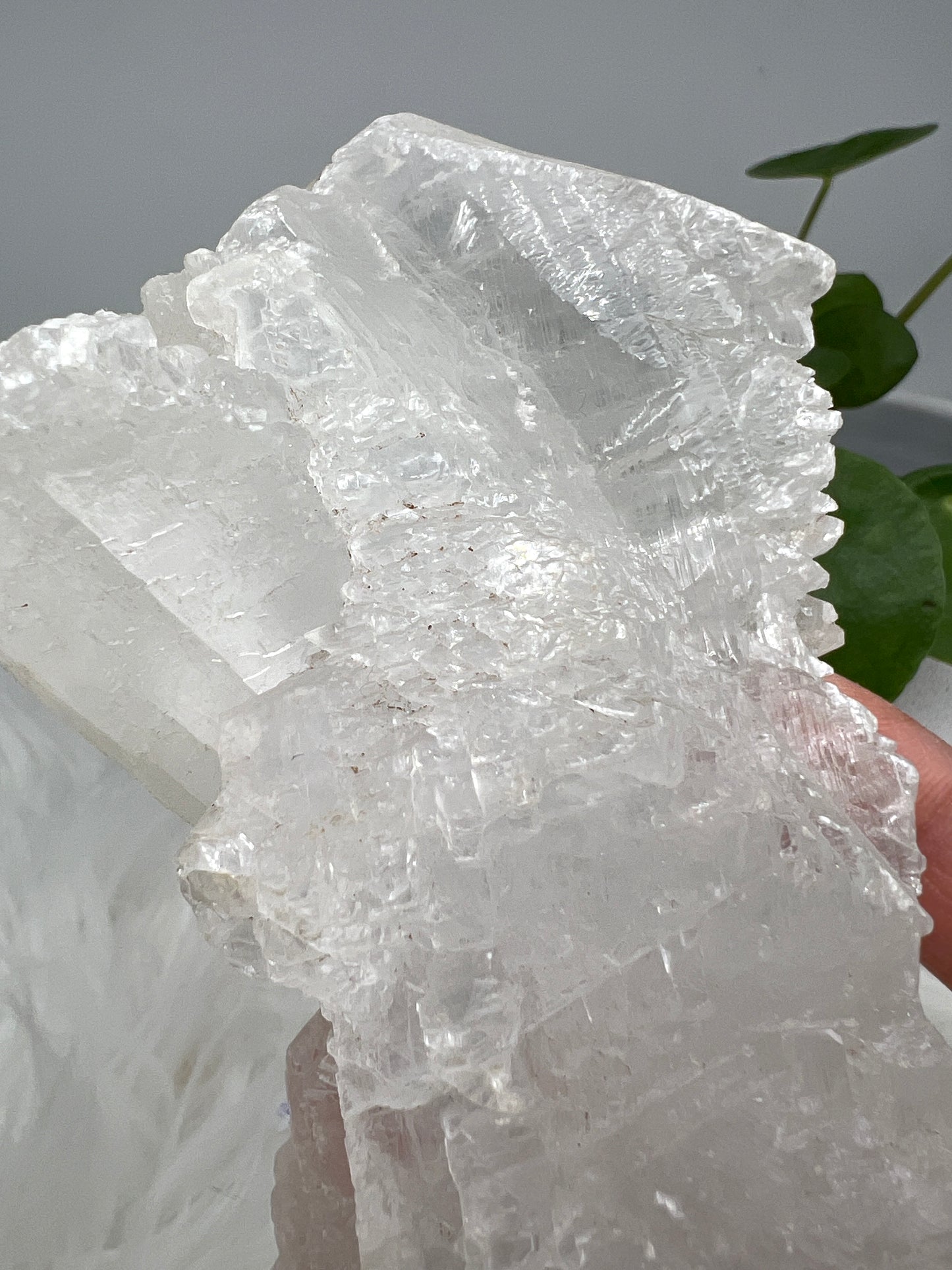 Fishtail selenite