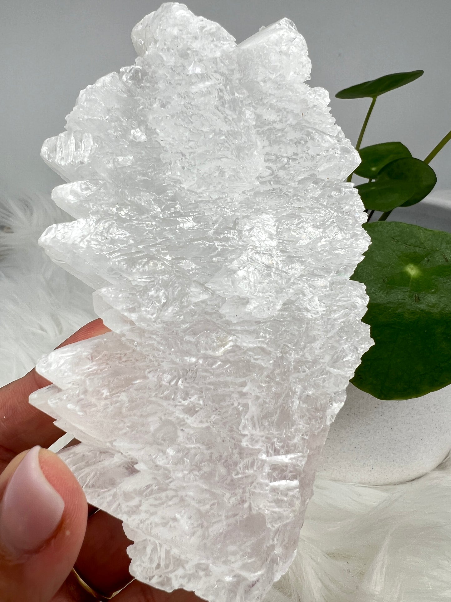 Fishtail selenite