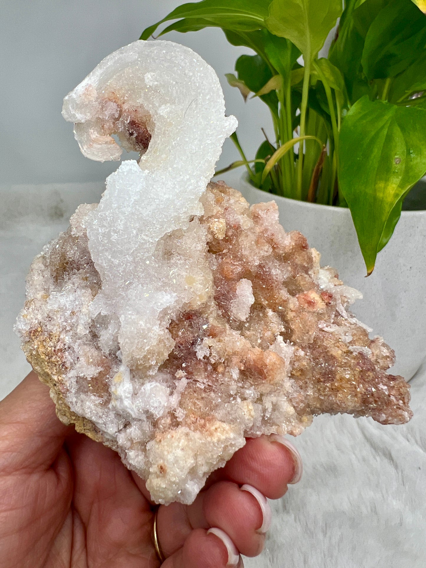 Rams Horn Selenite (Gypsum)