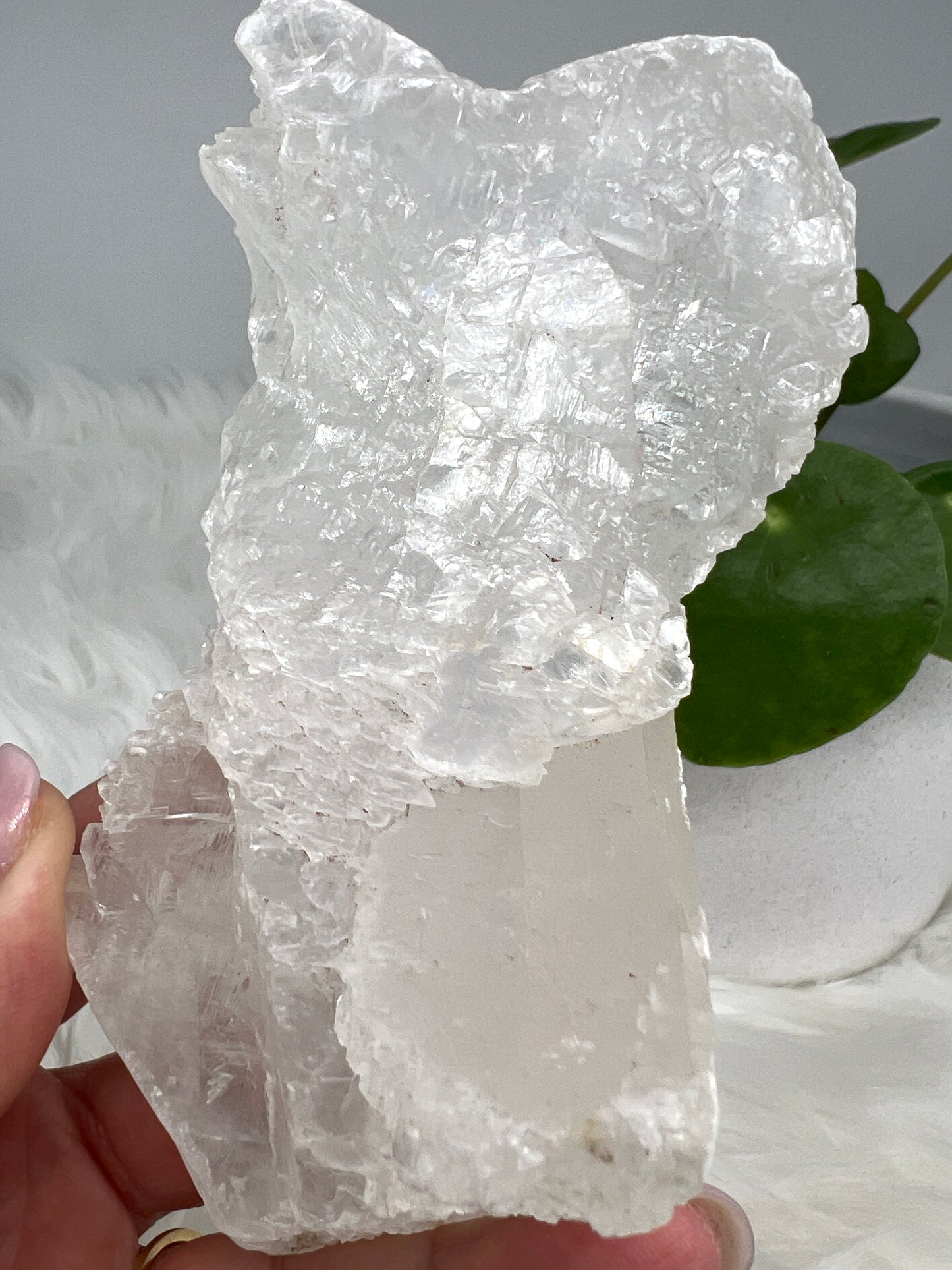 Fishtail selenite