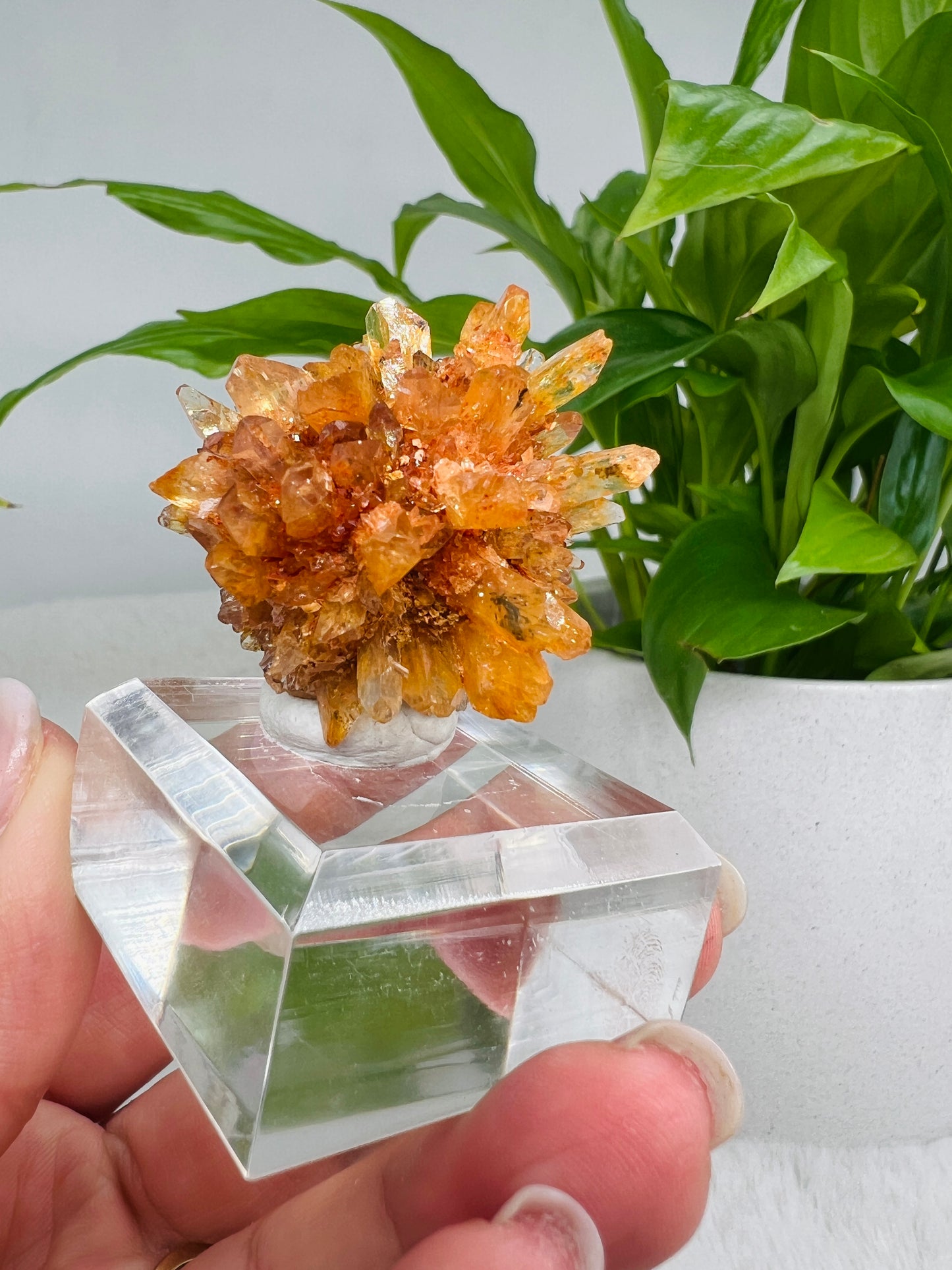 Creedite Flower