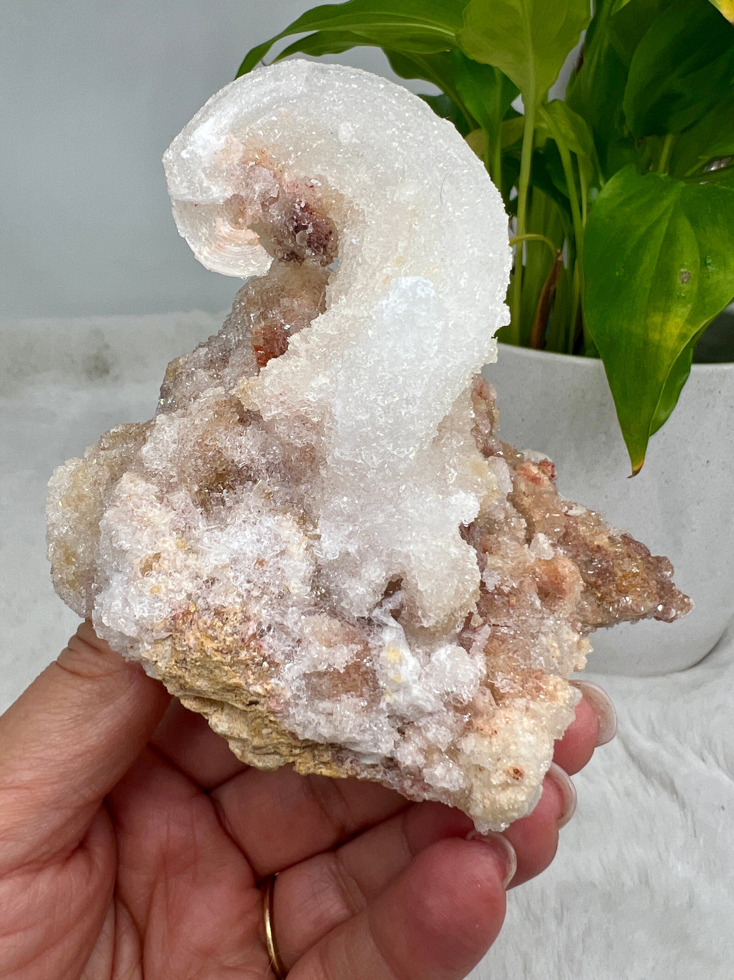 Rams Horn Selenite (Gypsum)