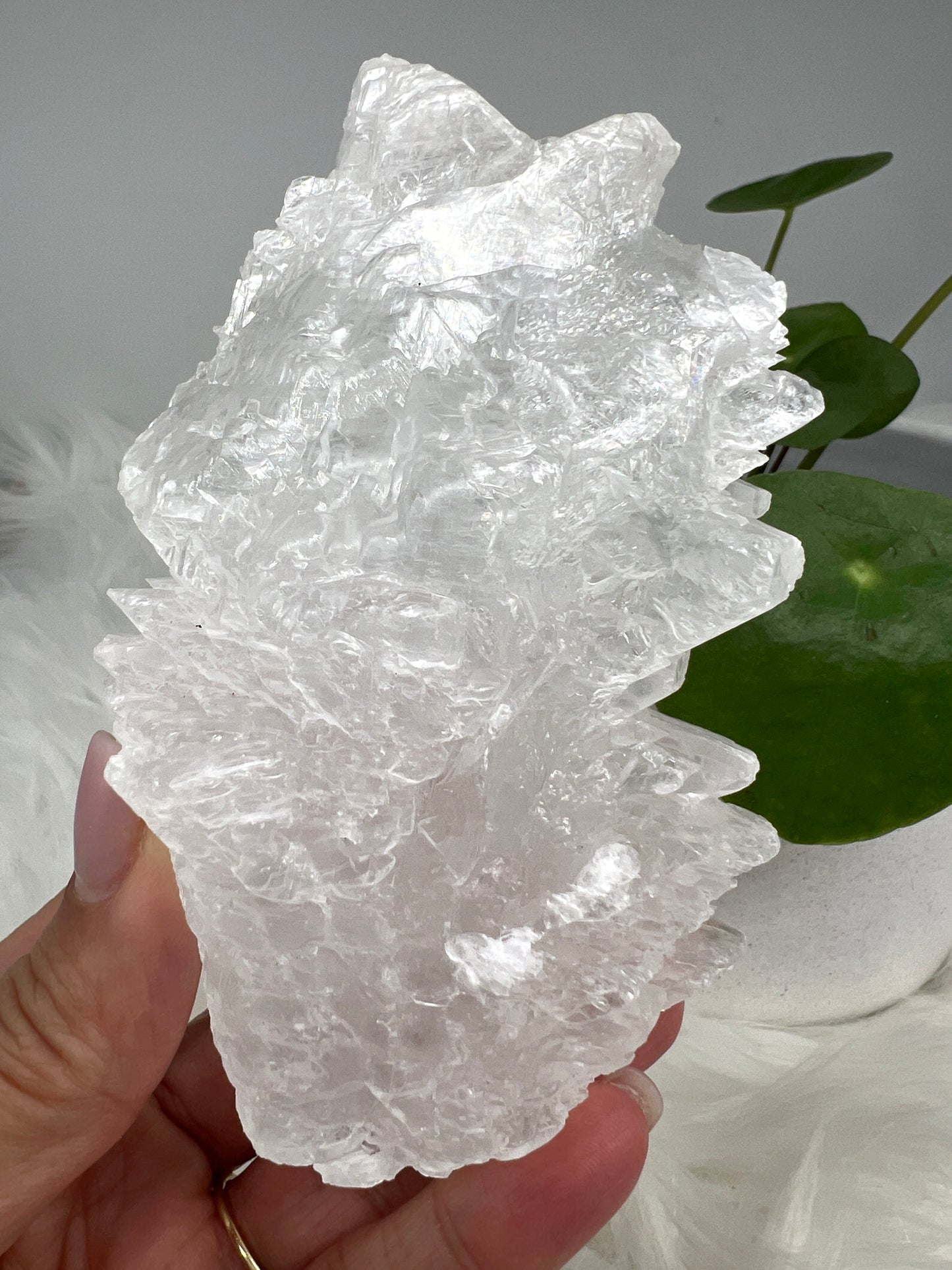 Fishtail selenite