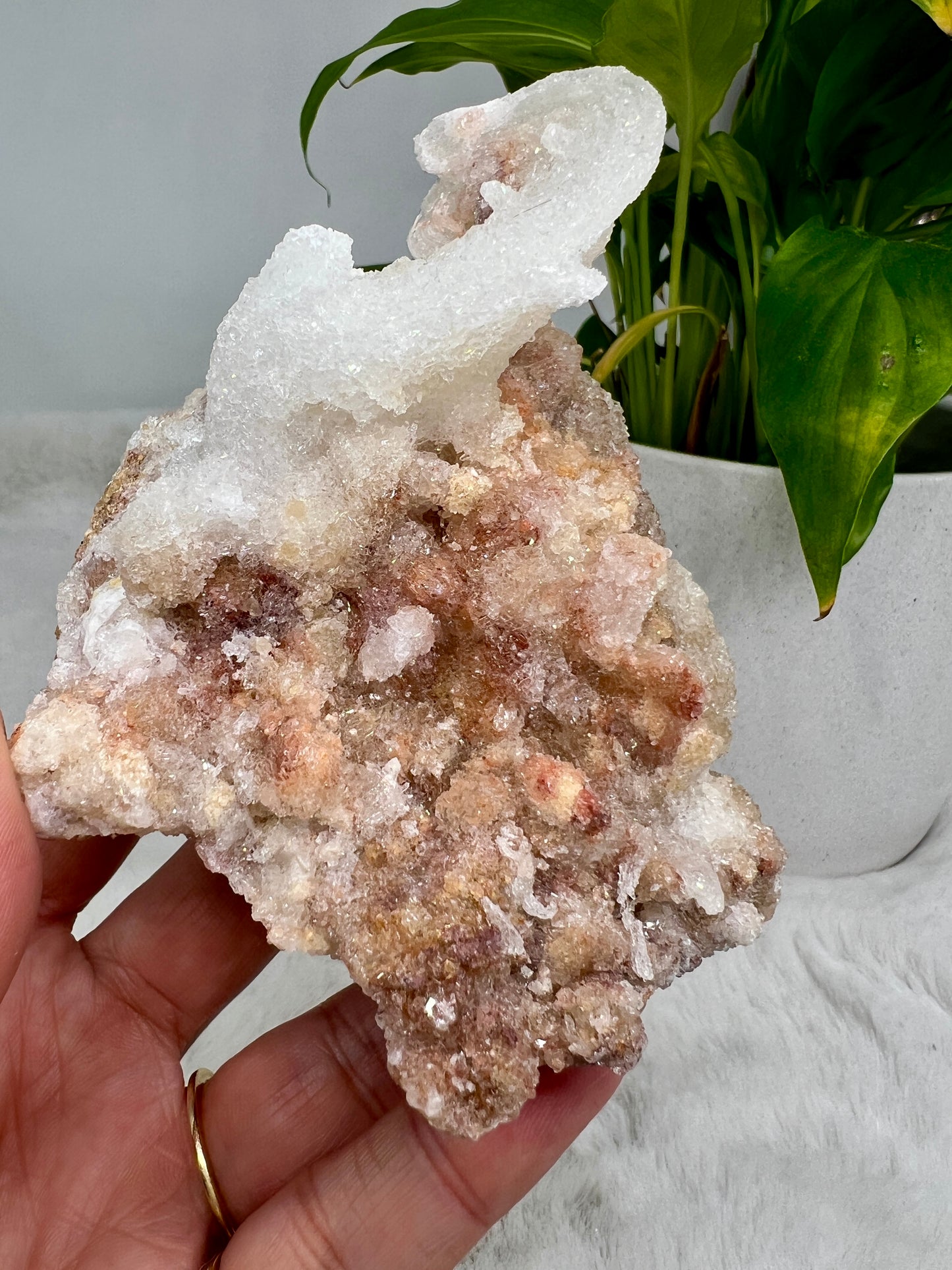 Rams Horn Selenite (Gypsum)