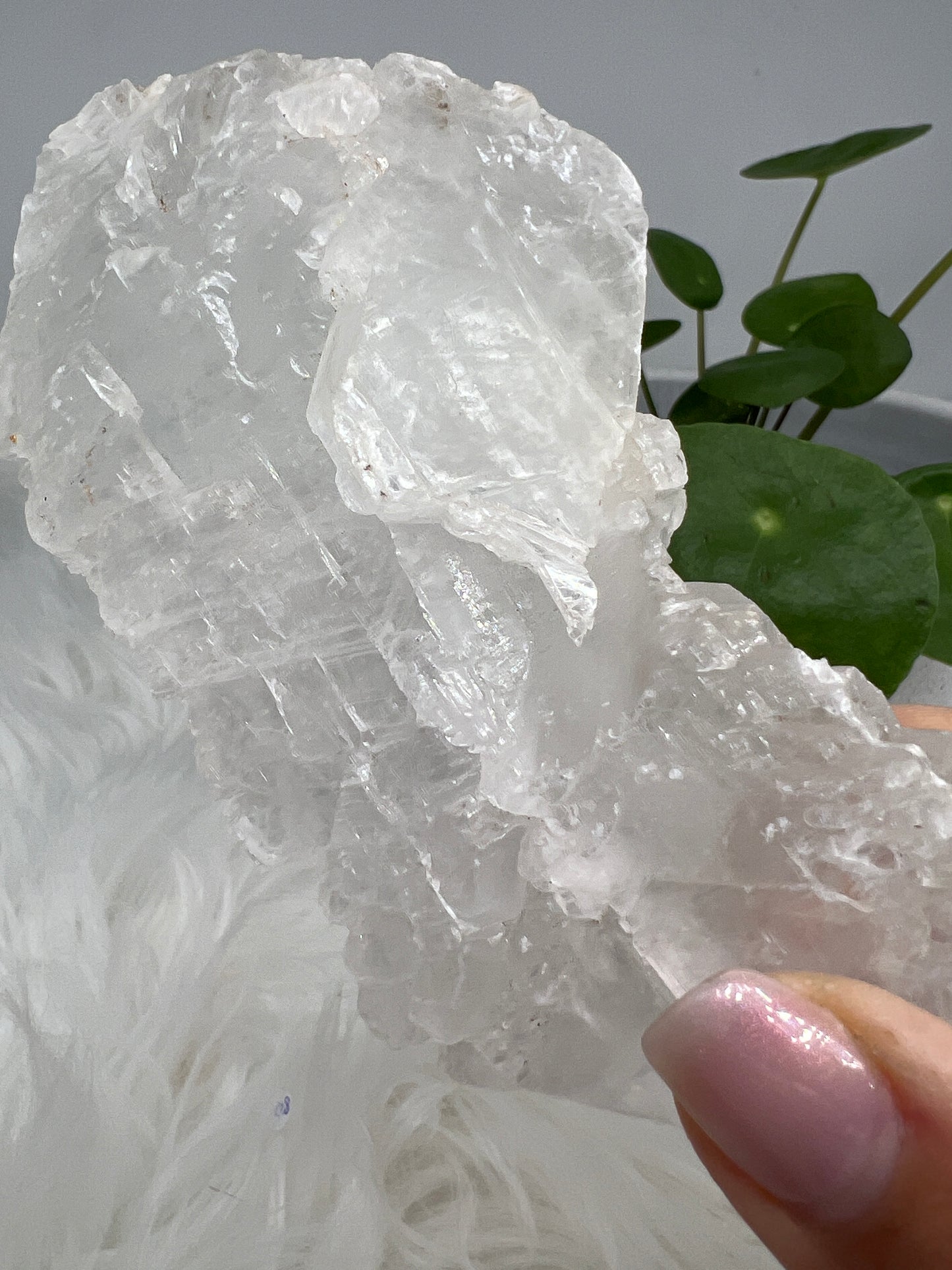 Fishtail selenite