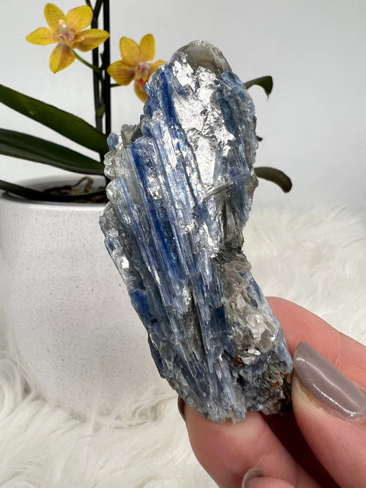 Blue Kyanite and Gold Mica