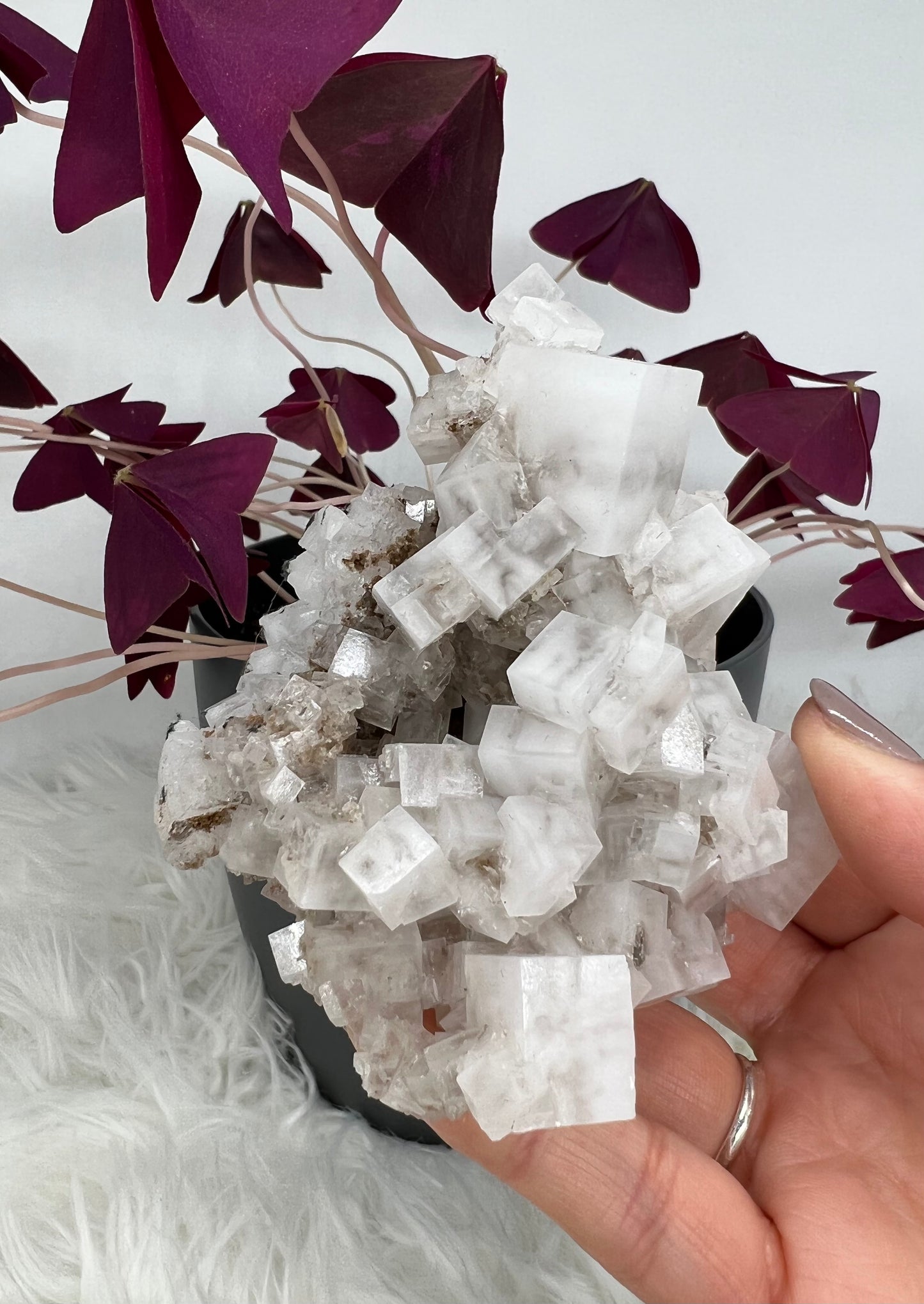 White Cubic Halite