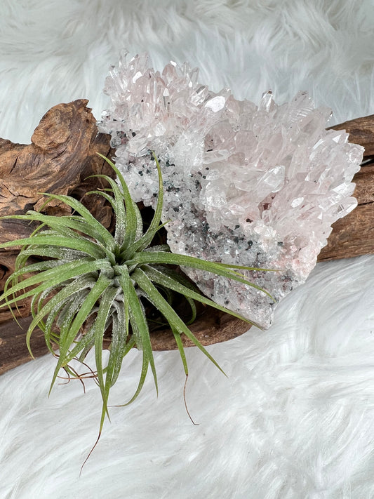 Pink Columbian Lemurian Cluster